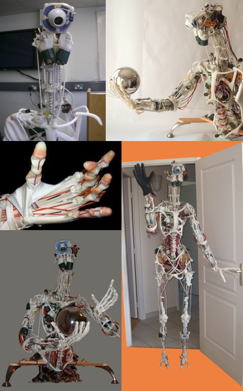 робота с человеческой анатомией