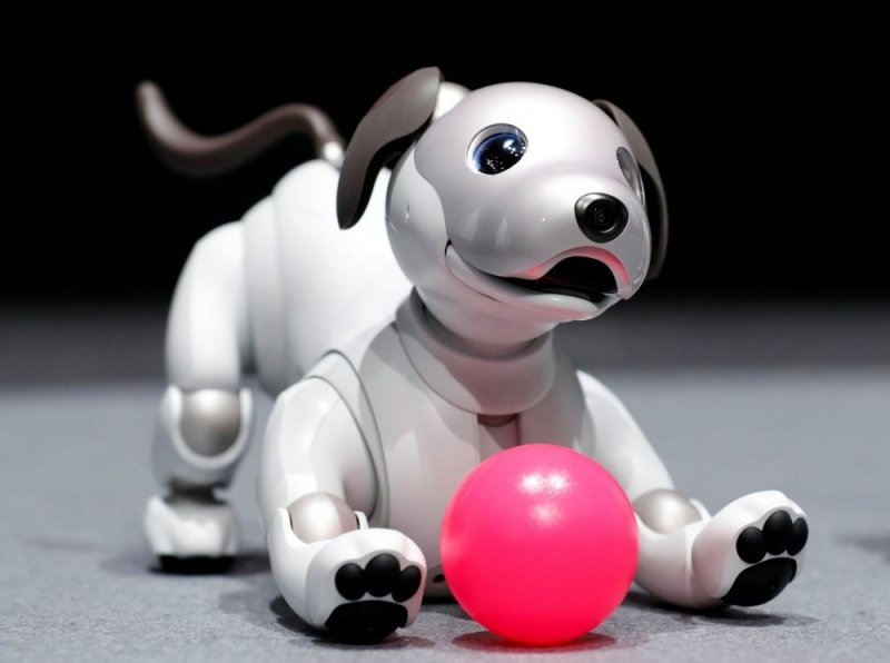 aibo 2019 