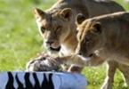 Робот-зебра прививает львам навыки охоты