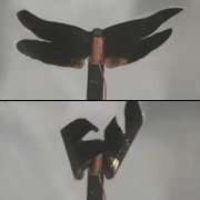 Вверху: прототип крылатого миниробота в исходном состоянии. Внизу: к крыльям приложено напряжение (к опытной модели пока что через проводки), заставившее их выгнуться (фото Jaehwan Kim).