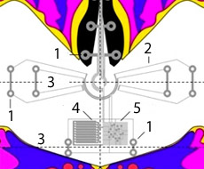 Так мог бы выглядеть робот-бабочка, только что выведенный на принтере: 1 – мускулы из EAP; 2- проводники; 3 – линии сгиба; 4 — батарейка; 5 – логическая схема (иллюстрация Jet Flyer).