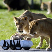 Lionrover может быстро убегать ото львов, но обычно, к их удовольствию, "поддаётся". Следующее поколение устройства имеет ещё большие размеры (фото с сайта news.bbc.co.uk).