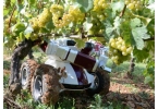 Робот-виноградарь поможет собирать урожай  