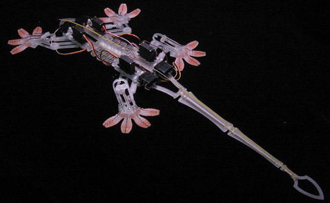 Робот StickyBot постоянно совершенствуется, чтобы больше походить на ящерицу. Уже получается, но не очень (фото с сайта stanford.edu).