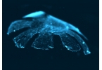 Медуза из сердца крысы и силикона