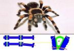 Космические роботы позаимствуют у пауков строение суставов
