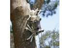 робот Treebot взбирается по деревьям, как гусеница