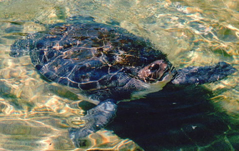    —   .   <i>Lepidochelys olivacea</i>,    Kemp