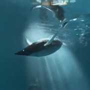 Инженеры далеко не в первый раз обращаются к природным патентам. Такие роботы, как AquaPenguin (на снимке), могут быть как средством развлечения, так и исследовательскими машинами. Кстати, вы знаете, что скоро чистоту воды в морях и реках будут проверять роботы-рыбы? (фото Festo)