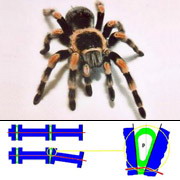 Европейские исследователи воспроизвели сочленения ног паука почти один к одному (фото Jurgen E. Haug, иллюстрация Carlo Menon, Cristian Lira).