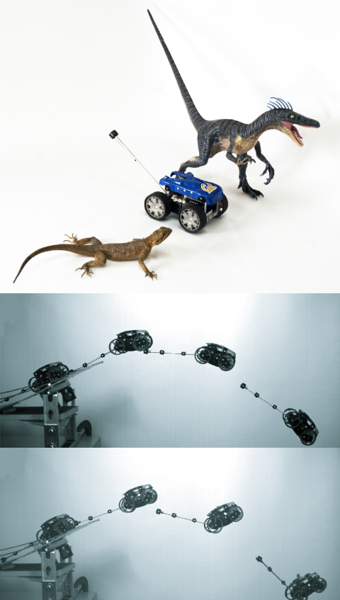 Изучено управление хвостом у ящериц, роботов и динозавров