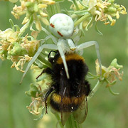 Это настоящий паук, атакующий шмеля, неосторожно решившего собрать нектар с цветка (фото Thomas C. Ings).