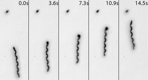 Один из первых образцов микроробота с ABF, показанный на этих снимках, при собственной длине 74 микрометра достигал средней скорости движения 5 микрометров в секунду при частоте вращения 470 оборотов в минуту. Тёмная точка вверху – цель, к которой учёные старались направить свою "хвостатую бактерию" (фото Institute of Robotics and Intelligent Systems/ETH Zürich).