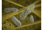 Микроорганизмы искусственного происхождения