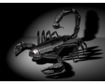 железный скорпион - Животноборги