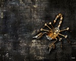 золотистый колючий скорпион - Животноборги