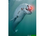 робот дельфин - Роботы Животные