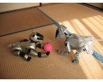 Собаки с шаром - Роботы Японии