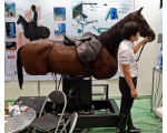 Лошадь - Роботы Японии
