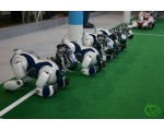 Битва собак-роботов - Робот - собака AIBO от SONY