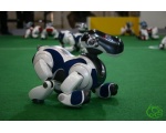 Соревнования собак-роботов - Робот - собака AIBO от SONY