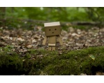    -  DANBO  