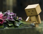    -  DANBO  