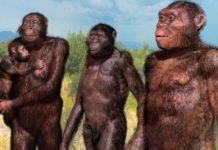 Эволюция человека: обратно к деревьям?