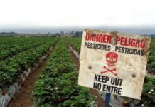 Пестициды вызывают нарушения развития мозга пчел