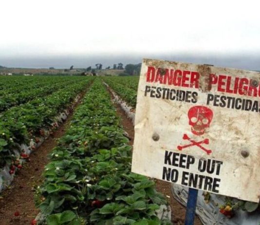 Пестициды вызывают нарушения развития мозга пчел