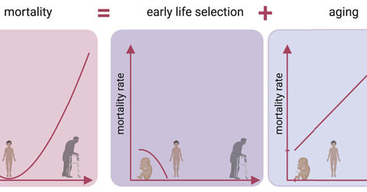 Детская смертность от унаследованных мутаций маскирует раннее начало старения
