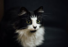 Почему коты и кошки мурлыкают так приятно?