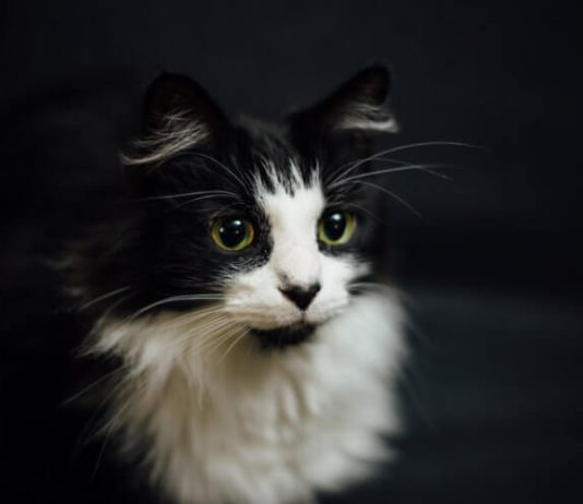 Почему коты и кошки мурлыкают так приятно?