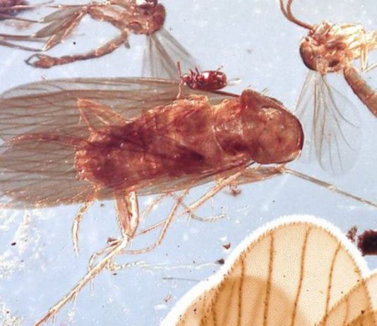 Обнаружен таракан, живший в эпоху динозавров