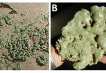 Одно из древнейших человеческих поселений сохранило следы падения кометы в позднем дриасе