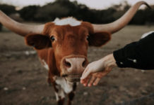 Коров можно защитить от мух, покрасив их в цвет зебры