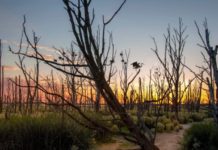 Человечество уничтожает природу. 500 видов растений потеряны безвозвратно