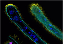 Ортонектиды и дициемиды: единая группа или альтернативные пути упрощения?