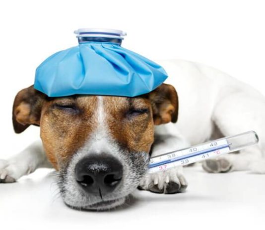 Могут ли домашние животные заразиться коронавирусом?