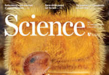 Генно-модифицированные бактерии защитят пчел от вирусов и клещей