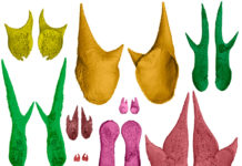 Были ли у аммонитов крючья на щупальцах?