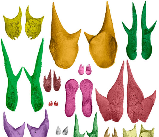 Были ли у аммонитов крючья на щупальцах?