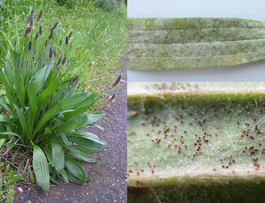 Изолированные популяции подорожника хуже справляются с паразитическим грибом