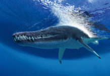 Найденный на берегу Волги позвонок удлинил время существования гигантских плиозавров