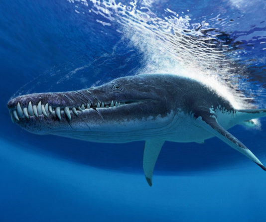 Найденный на берегу Волги позвонок удлинил время существования гигантских плиозавров