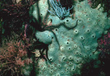 В становлении многоклеточности важную роль играет белок нейроглобин