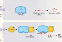 Метастазирование раковых опухолей может подавляться продуктами их собственного метаболизма