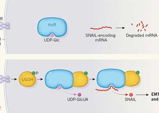 Метастазирование раковых опухолей может подавляться продуктами их собственного метаболизма