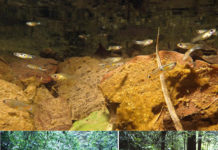 Самцы гуппи выбирают партнерш в строгом соответствии с теориями полового и родственного отбора