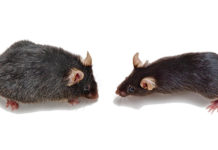 Рапамицин не продлевает, а сокращает жизнь мышам с короткими теломерами